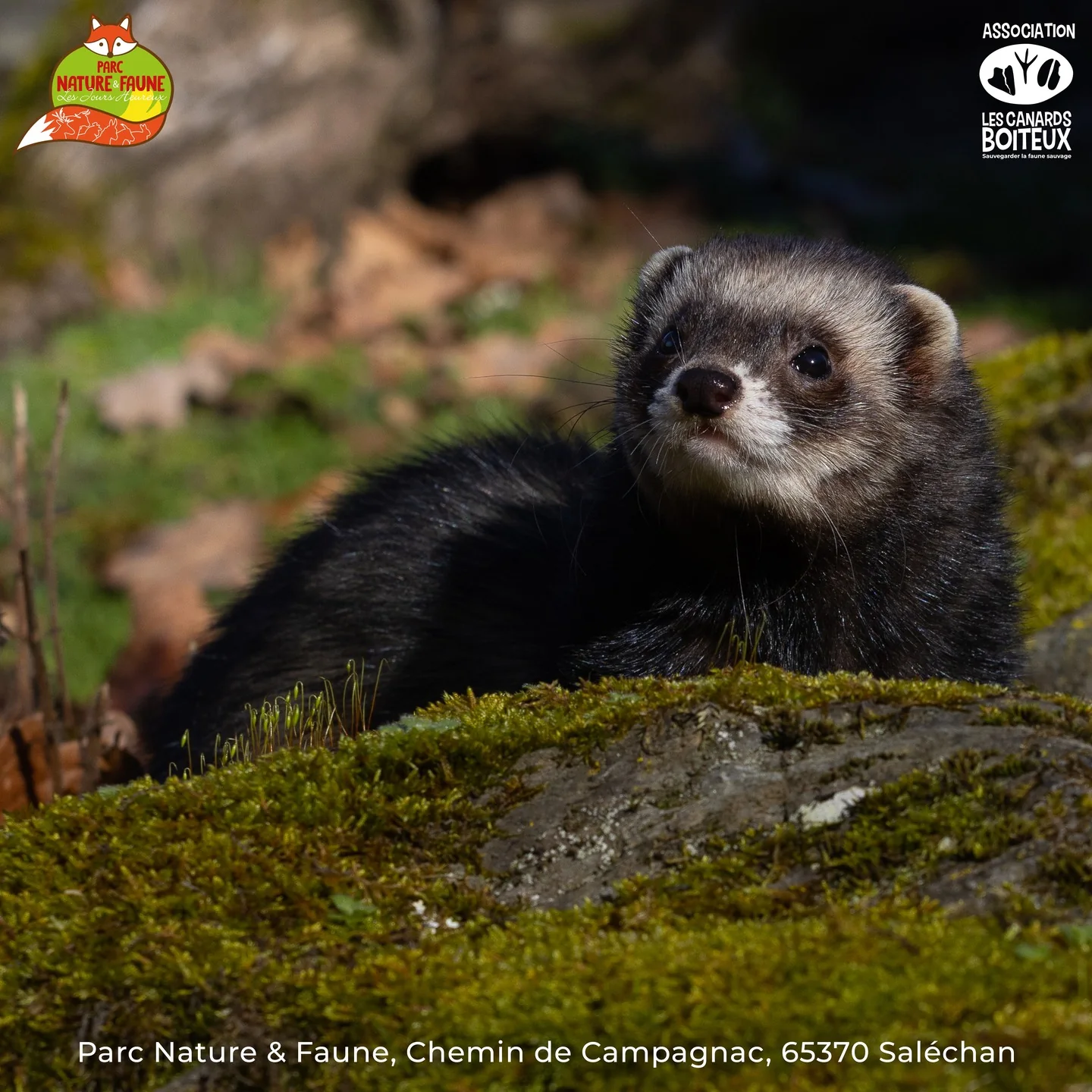 CâEST LES VACANCES ! Venez dĂ©couvrir le Parc Nature & Faune â image 6
