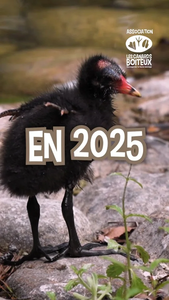 L'équipe des Canards Boiteux vous souhaite une année pleine d’espoir et d’actions