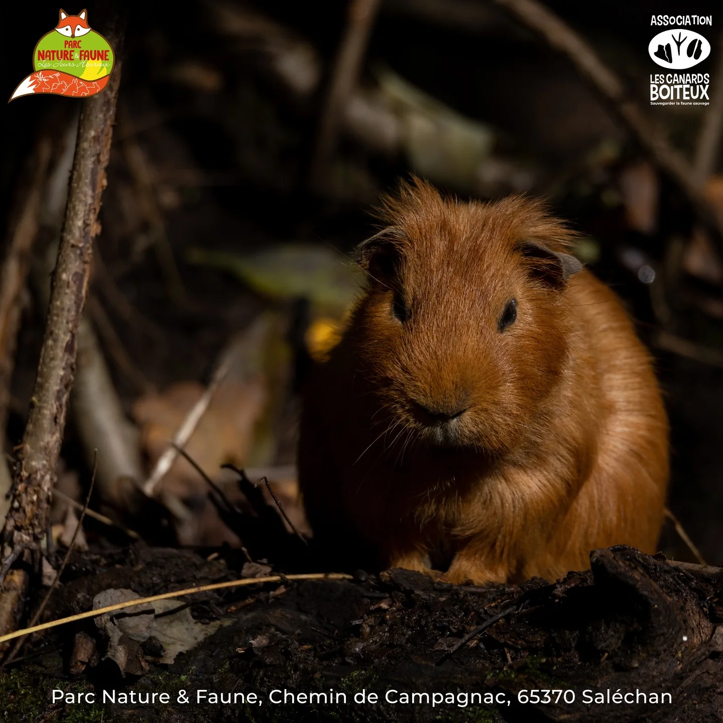 CâEST LES VACANCES ! Venez dĂ©couvrir le Parc Nature & Faune â image 5