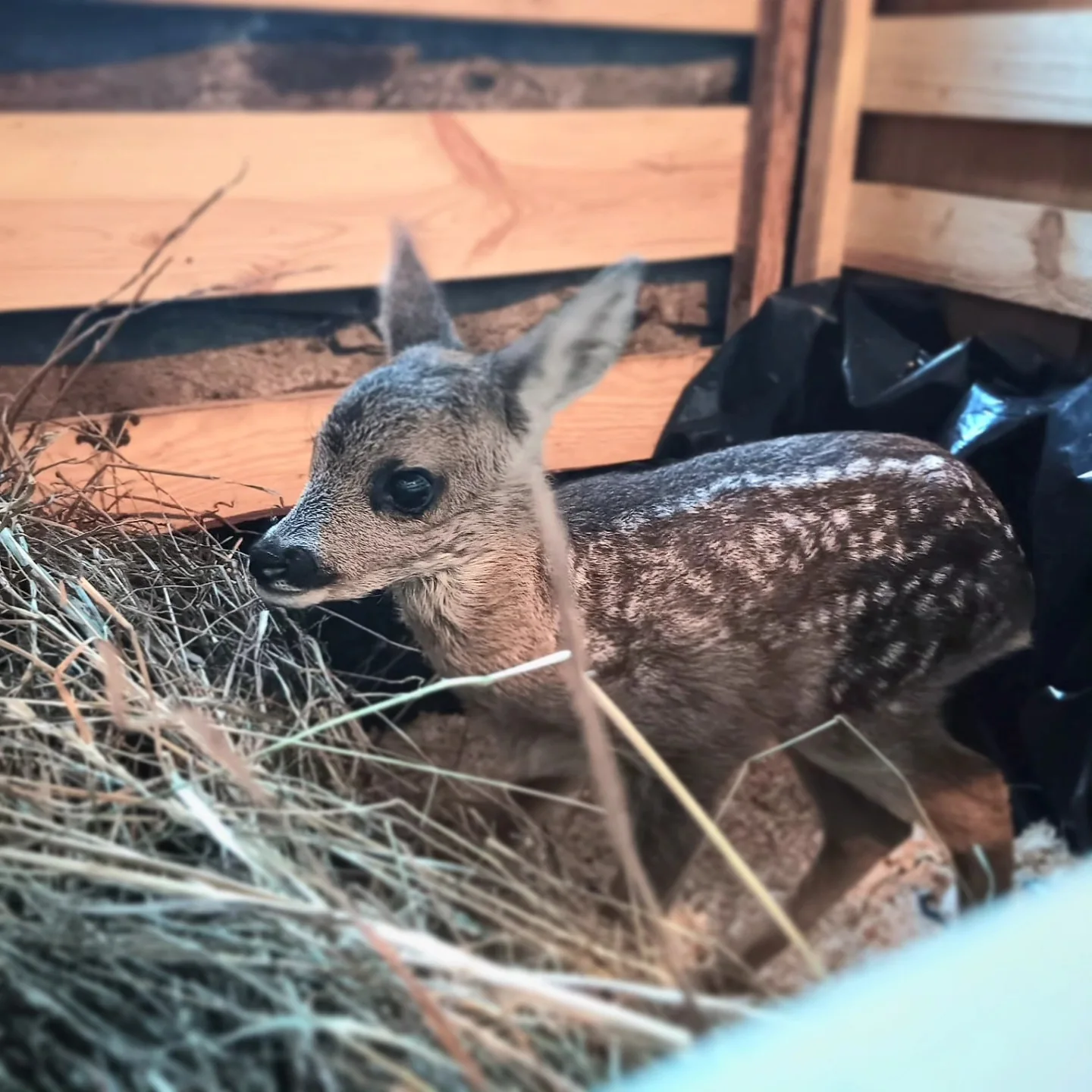 Grande nouvelle pour L'Association Les Canards Boiteux : notre première intervention pour sauver un animal… — image 2