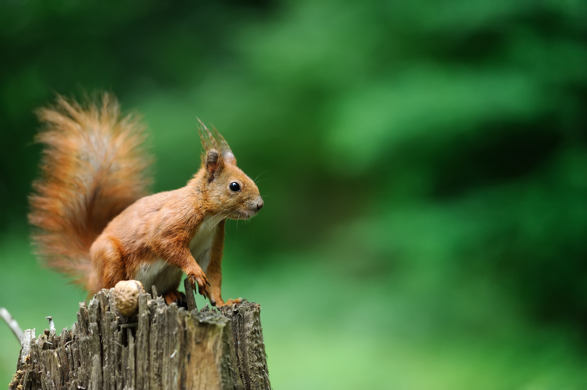 Un écureuil roux dans la nature