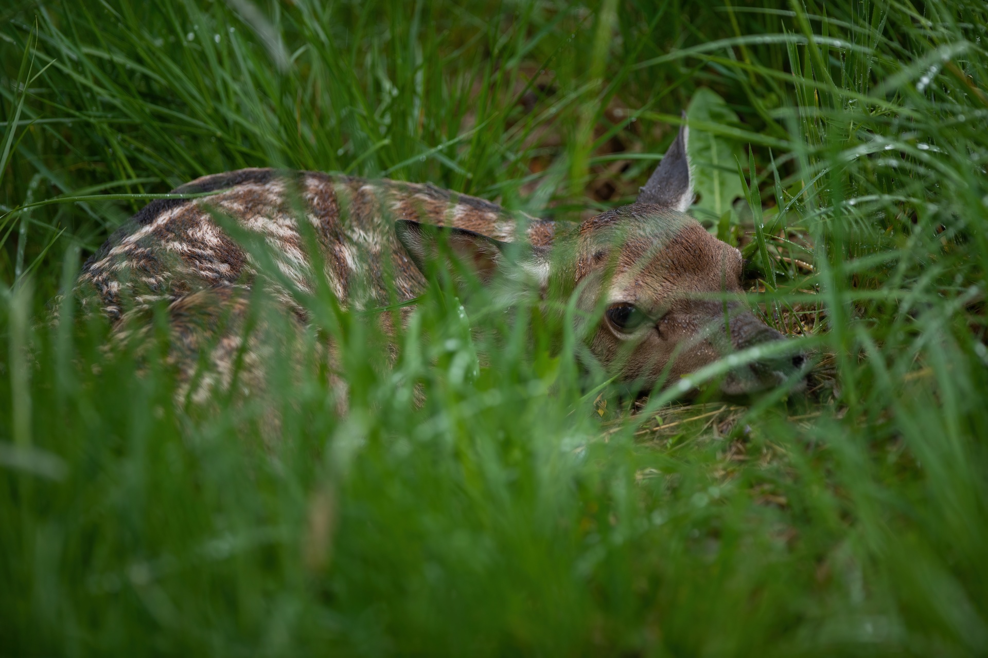 Un jeune faon dans les hautes herbes