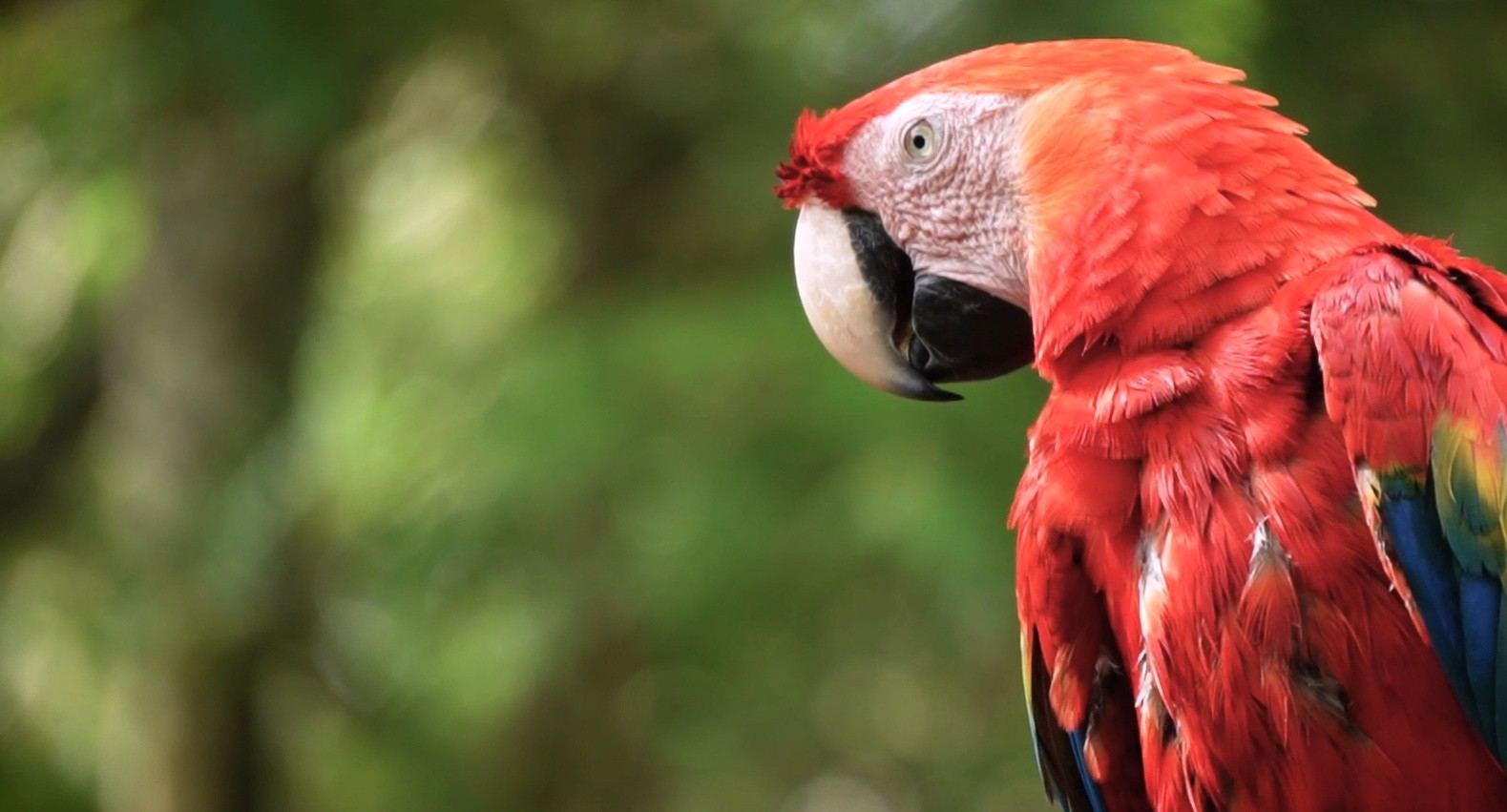 Un ara rouge au Jaguar Rescue Center au Costa Rica