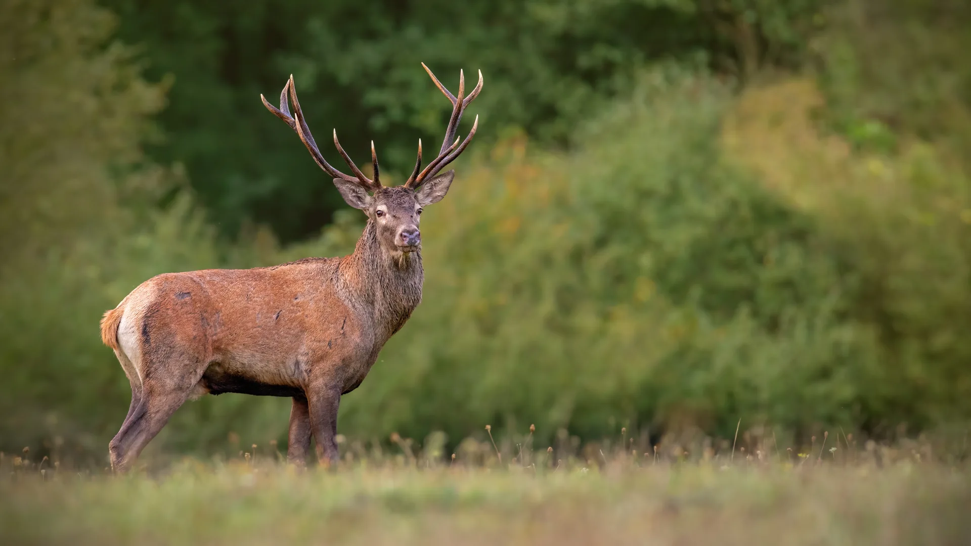 Un cerf dans une prairie