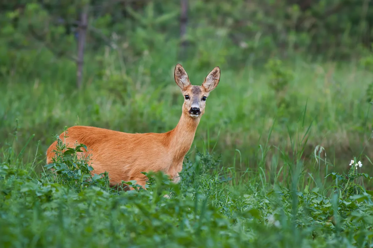 Un chevreuil dans la végétation