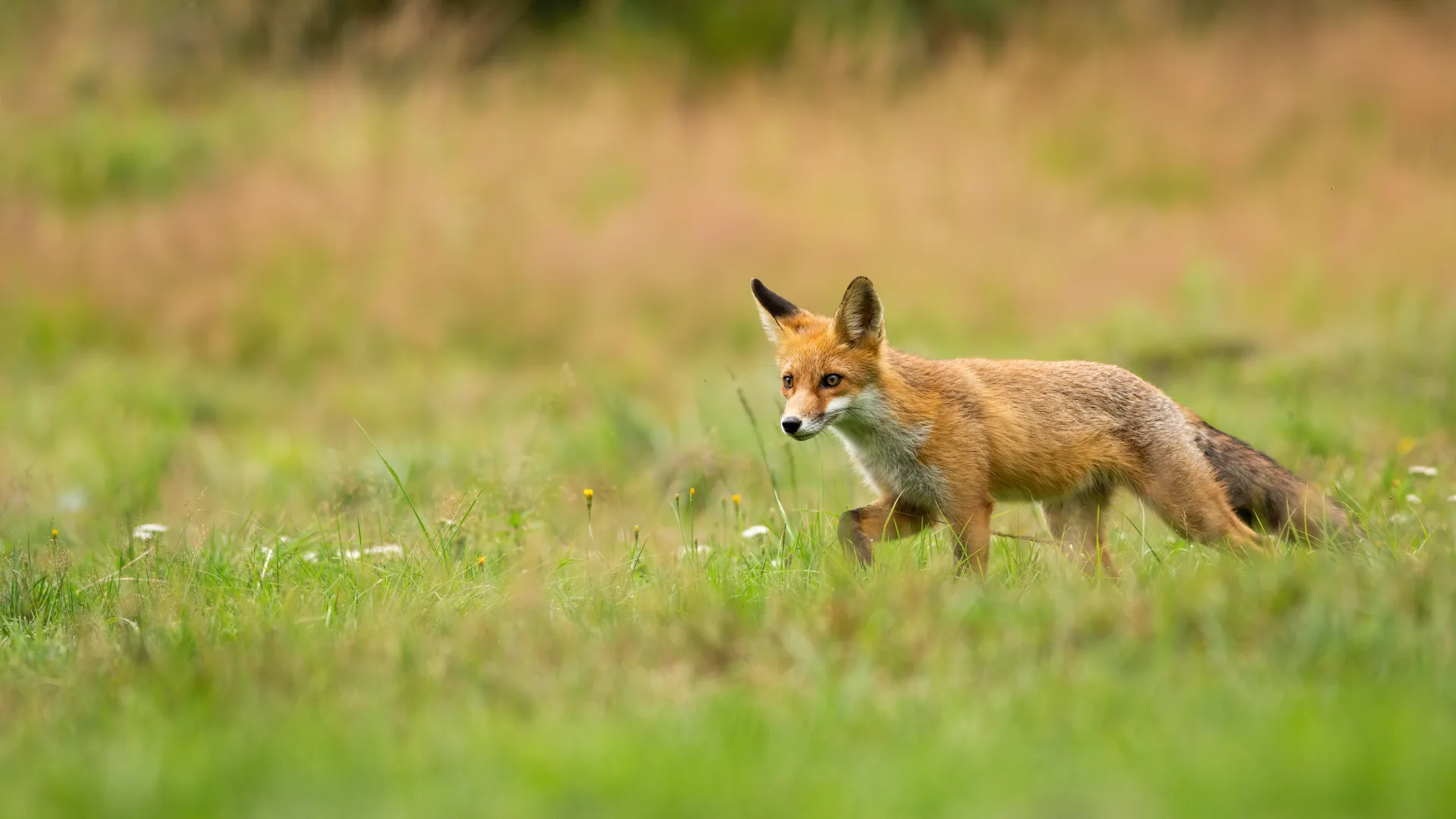 Un renard roux dans une prairie
